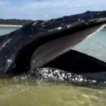 Young Girl Discovers Stranded Humpback Whale on Australian Beach