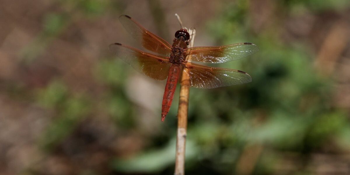 California Experiences Unprecedented Dragonflies Swarms Following Spring Rainfall
