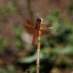 California Experiences Unprecedented Dragonflies Swarms Following Spring Rainfall California Experiences Unprecedented Dragonflies Swarms Following Spring Rainfall