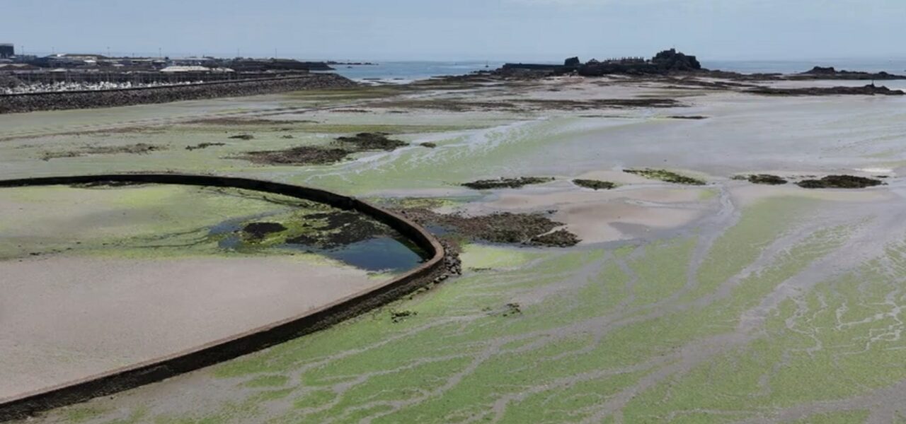St Aubin’s Bay Experiences Unprecedented Summer Free of Green Sea Lettuce
