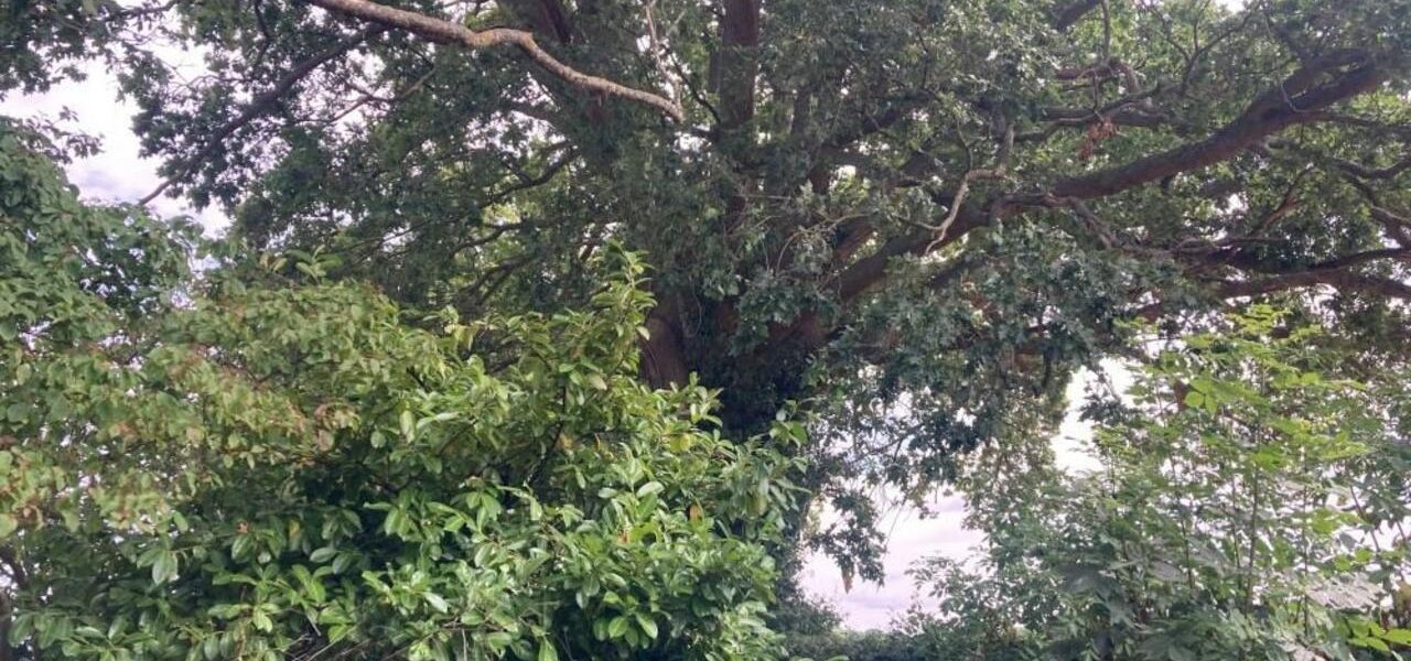 300-Year-Old Oak Among Six Trees Granted Preservation Orders in Devon 300-Year-Old Oak Among Six Trees Granted Preservation Orders in Devon