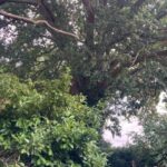 300-Year-Old Oak Among Six Trees Granted Preservation Orders in Devon 300-Year-Old Oak Among Six Trees Granted Preservation Orders in Devon