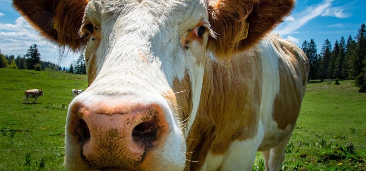 Northern Ireland Farm Profits Exceed £1bn in 2025 Northern Ireland Farm Profits Exceed £1bn in 2025