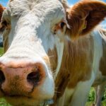 Northern Ireland Farm Profits Exceed £1bn in 2025 Northern Ireland Farm Profits Exceed £1bn in 2025