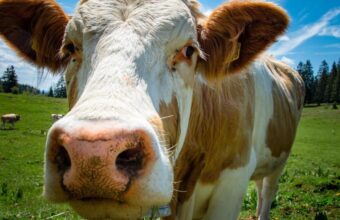 Northern Ireland Farm Profits Exceed £1bn in 2025