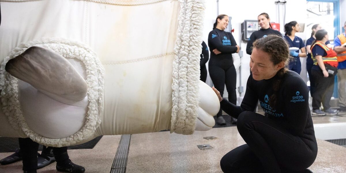 Four Belugas Relocated to Shedd Aquarium from Closed Canadian Theme Park Four Belugas Relocated to Shedd Aquarium from Closed Canadian Theme Park