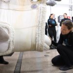 Four Belugas Relocated to Shedd Aquarium from Closed Canadian Theme Park