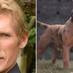 Man Fatally Bitten by American XL Bully in UK Garden, Court Hears Man Fatally Bitten by American XL Bully in UK Garden, Court Hears