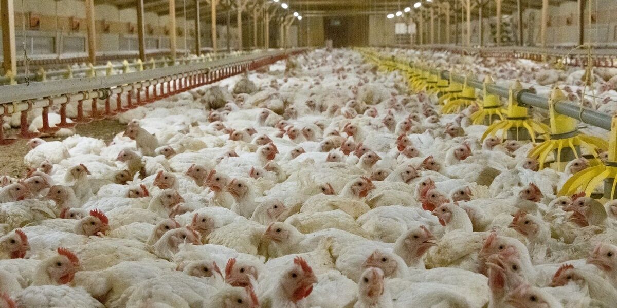 RSPCA Unveils New Strategy to Combat UK Food Poisoning Crisis