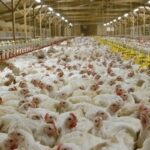 RSPCA Unveils New Strategy to Combat UK Food Poisoning Crisis