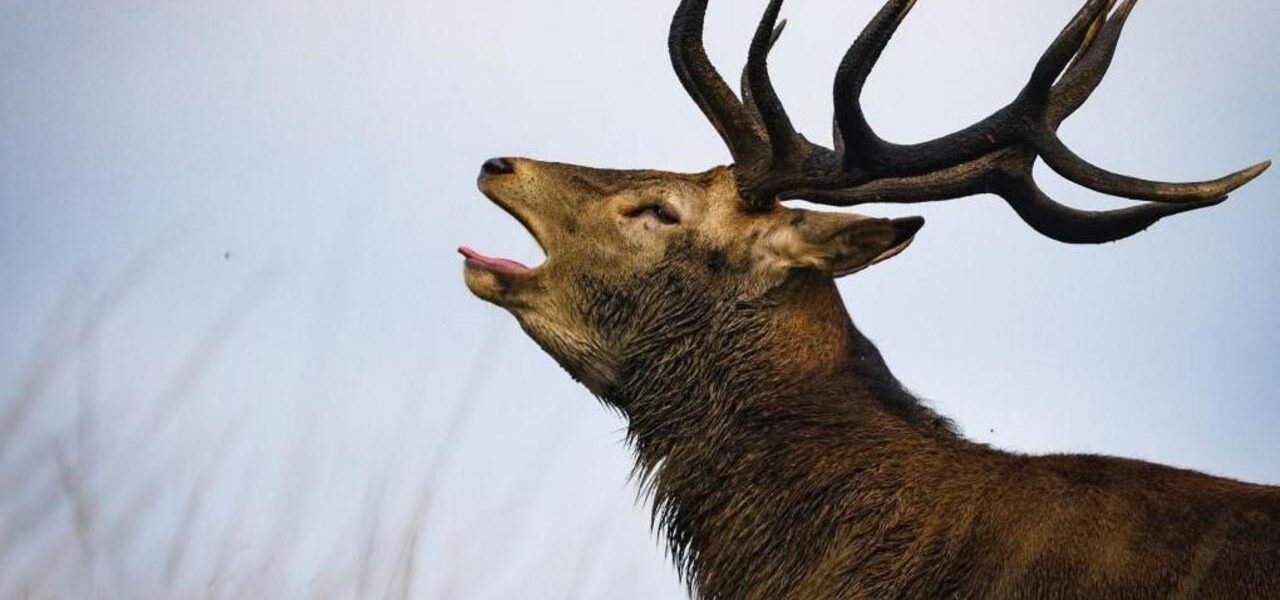 Richmond Park Deer Euthanized After Attacking Picnicker