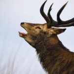 Richmond Park Deer Euthanized After Attacking Picnicker Richmond Park Deer Euthanized After Attacking Picnicker