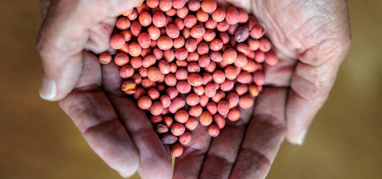 China Purchases Significant Volume of US Soybeans for October-November Shipment