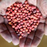 China Purchases Significant Volume of US Soybeans for October-November Shipment