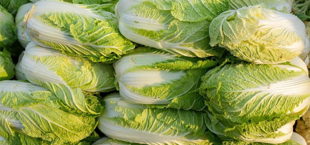 China Investigates Illegal Use of Formaldehyde in Cabbage Preservation China Investigates Illegal Use of Formaldehyde in Cabbage Preservation