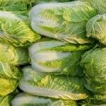 China Investigates Illegal Use of Formaldehyde in Cabbage Preservation
