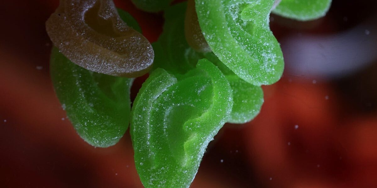 Cannabis Gummies Laced with Spice: Scientists Warn of Health Risks Cannabis Gummies Laced with Spice: Scientists Warn of Health Risks