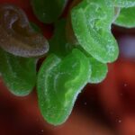 Cannabis Gummies Laced with Spice: Scientists Warn of Health Risks