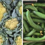Heatwaves Increase Availability of Misshapen Vegetables in UK Supermarkets Heatwaves Increase Availability of Misshapen Vegetables in UK Supermarkets
