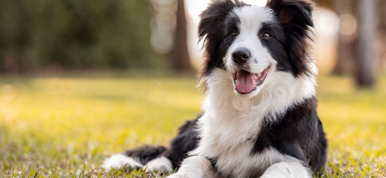 New Study Reveals Dogs Can Sense Human Emotions New Study Reveals Dogs Can Sense Human Emotions