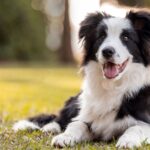 New Study Reveals Dogs Can Sense Human Emotions New Study Reveals Dogs Can Sense Human Emotions