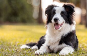 New Study Reveals Dogs Can Sense Human Emotions New Study Reveals Dogs Can Sense Human Emotions