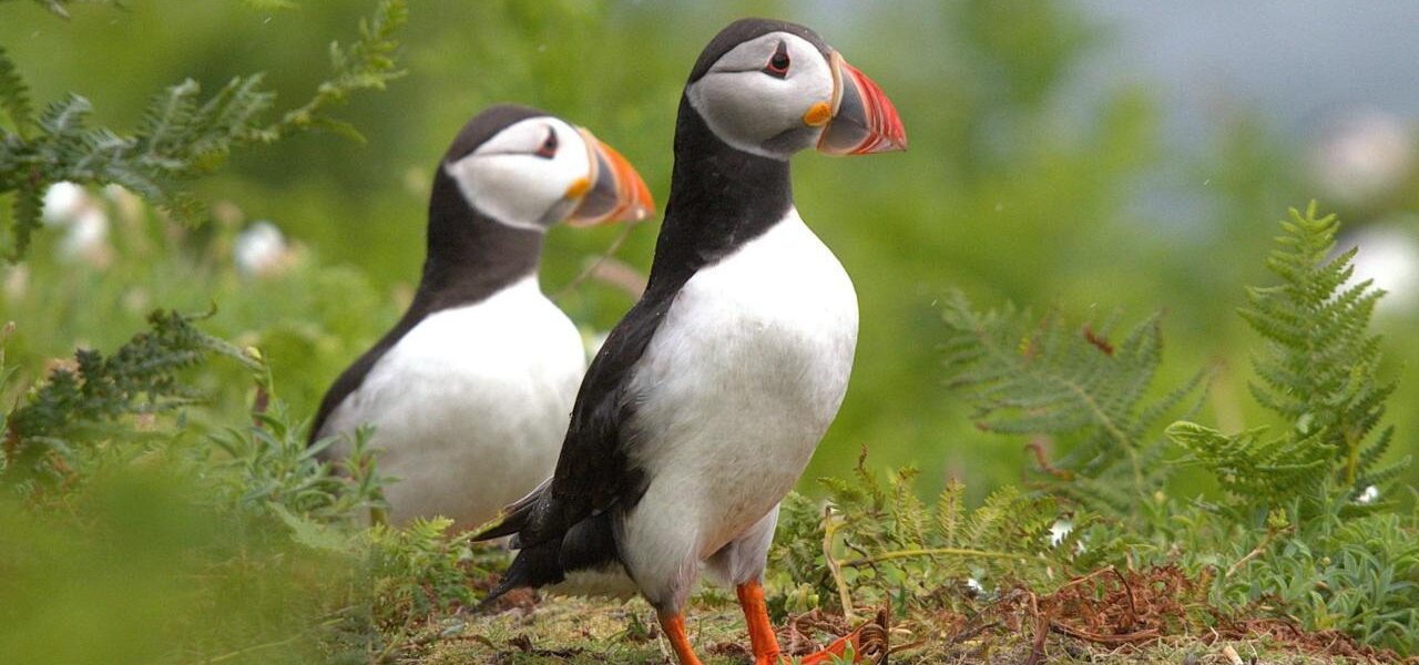 Puffin Population Flourishes on Lighthouse Island After 2013 Introduction Scheme