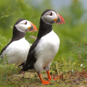 Puffin Population Flourishes on Lighthouse Island After 2013 Introduction Scheme Puffin Population Flourishes on Lighthouse Island After 2013 Introduction Scheme