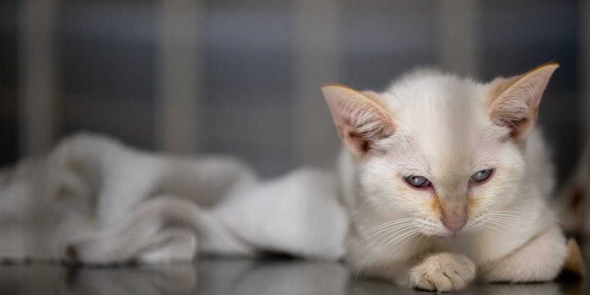 Study Reveals Shift in Cat Ownership: 76% Opt for Indoor Cats