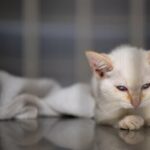 Study Reveals Shift in Cat Ownership: 76% Opt for Indoor Cats