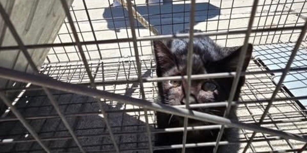 Kitten Rescued After Two-Week Ordeal in California Storm Drain