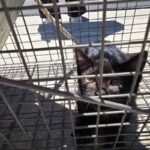 Kitten Rescued After Two-Week Ordeal in California Storm Drain Kitten Rescued After Two-Week Ordeal in California Storm Drain