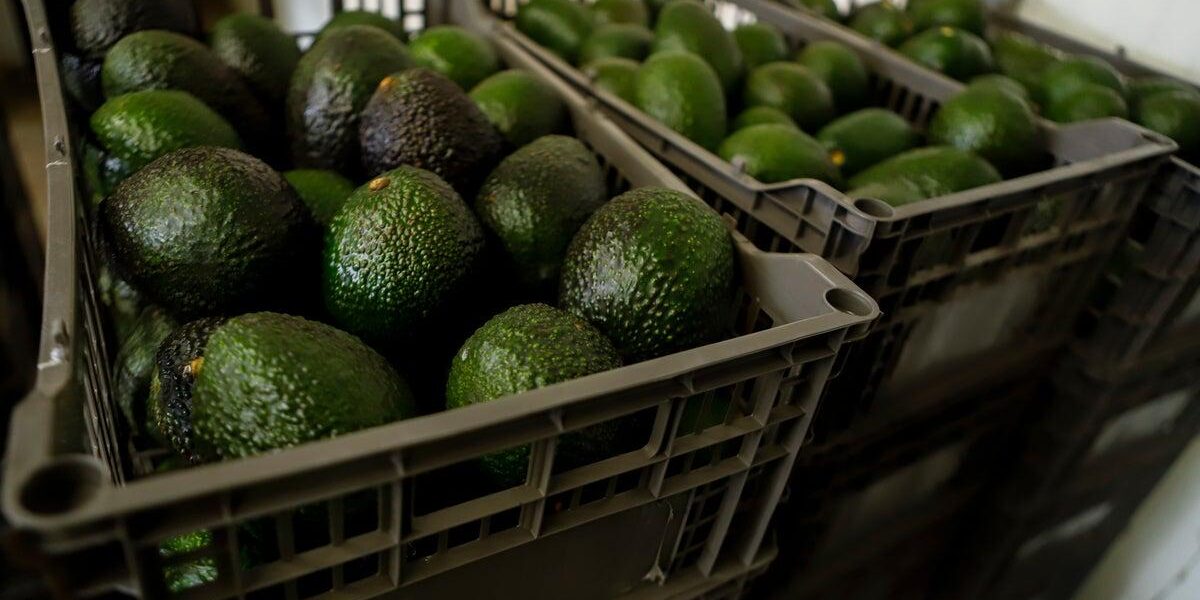 US Halts Michoacan Operations Over Avocado Export Threats US Halts Michoacan Operations Over Avocado Export Threats