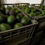 US Halts Michoacan Operations Over Avocado Export Threats US Halts Michoacan Operations Over Avocado Export Threats