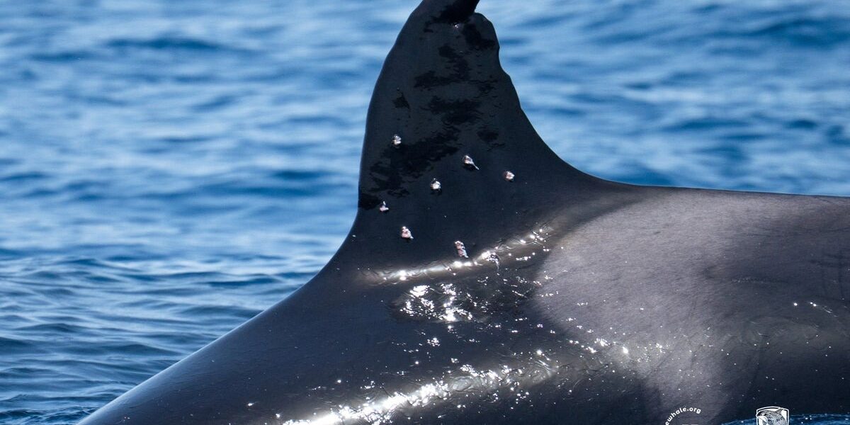 Orca With Suspected Gunshot Wounds Sparks Outrage Among Conservationists Orca With Suspected Gunshot Wounds Sparks Outrage Among Conservationists