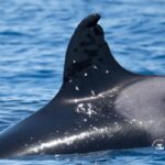 Orca With Suspected Gunshot Wounds Sparks Outrage Among Conservationists