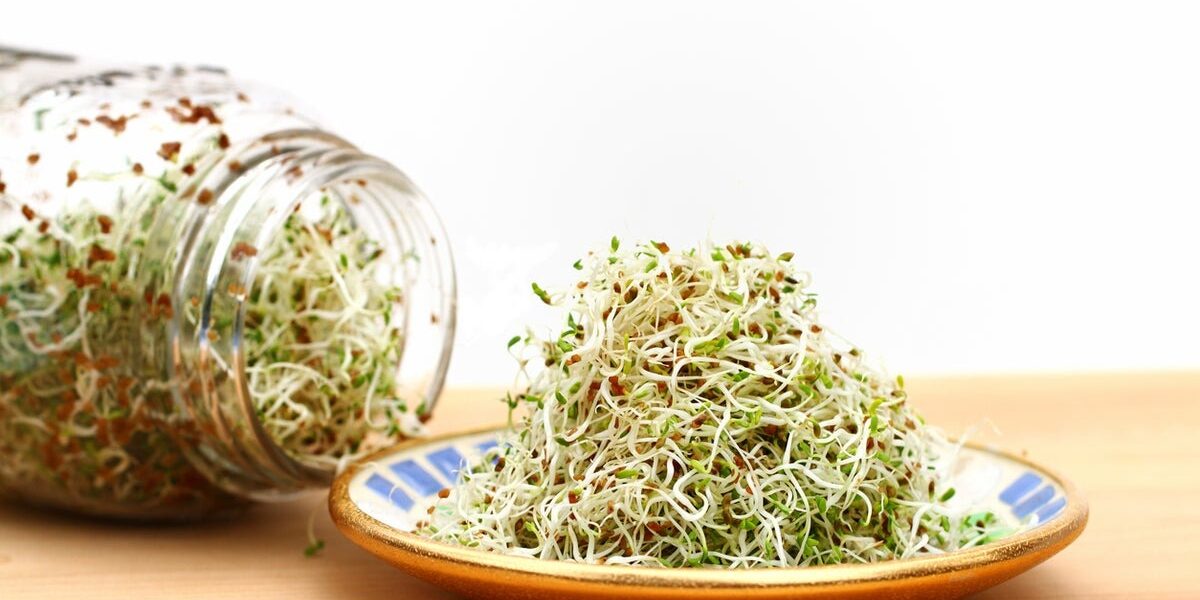 Salmonella and E. coli Outbreak: Alfalfa Sprouts Linked to 15-State Illness Surge Salmonella and E. coli Outbreak: Alfalfa Sprouts Linked to 15-State Illness Surge