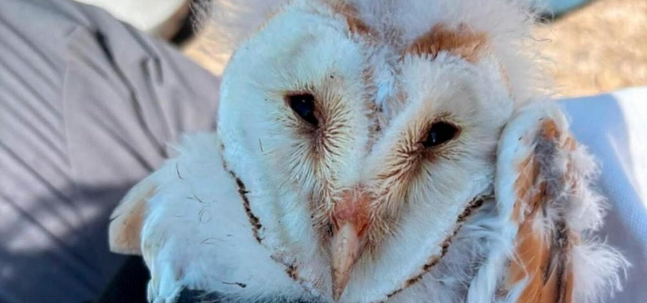 Record Barn Owl Breeding Season: Ten Chicks Raised in Fermanagh Record Barn Owl Breeding Season: Ten Chicks Raised in Fermanagh