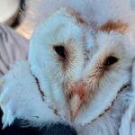 Record Barn Owl Breeding Season: Ten Chicks Raised in Fermanagh