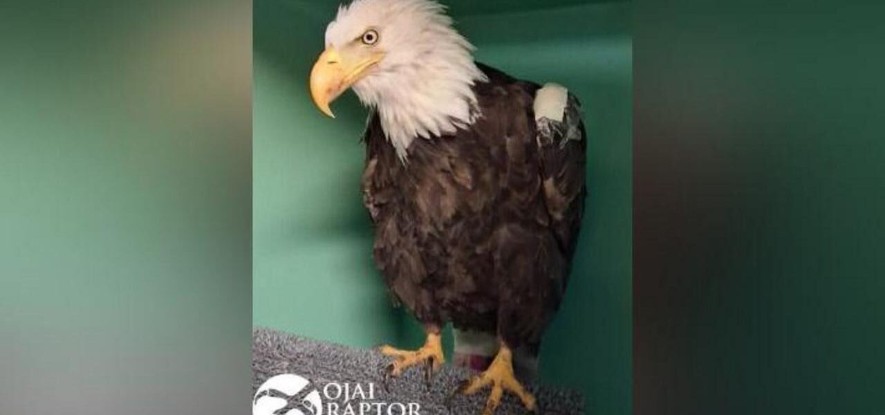 Iconic California Bald Eagle Jackie Dies After Intensive Care Iconic California Bald Eagle Jackie Dies After Intensive Care