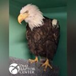 Iconic California Bald Eagle Jackie Dies After Intensive Care