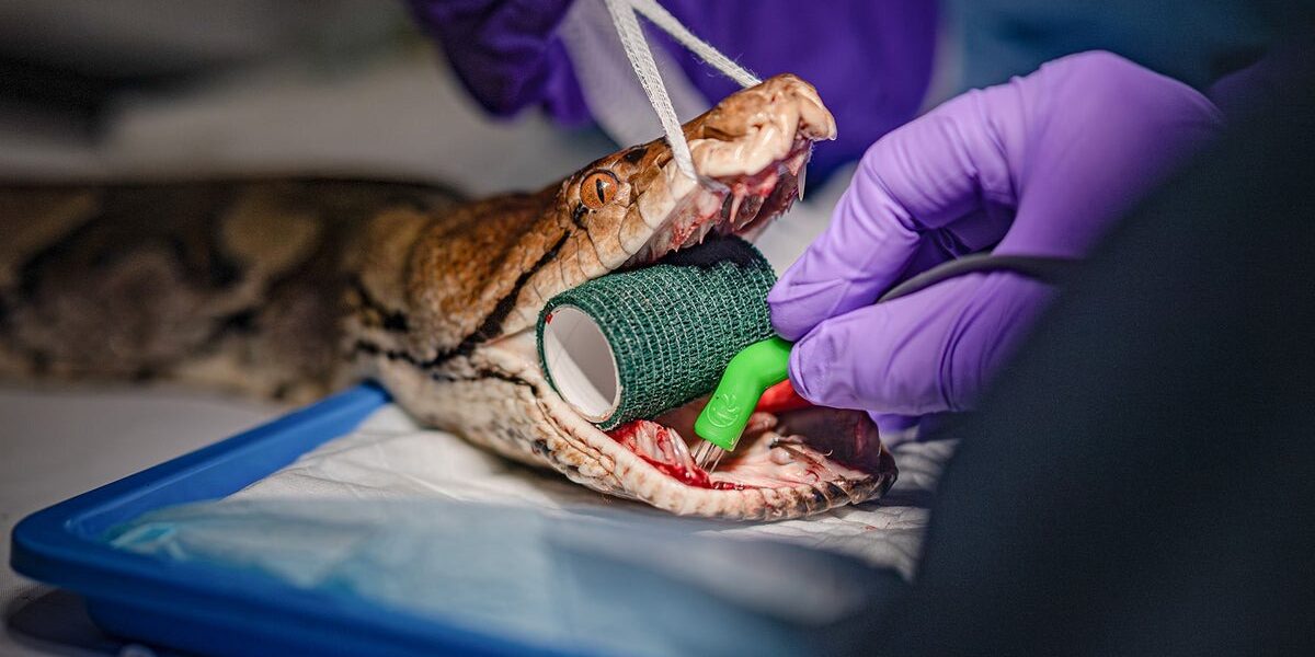 World-First: 15-Foot Python Receives Human Cancer Treatment