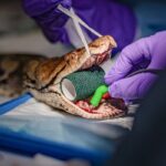 World-First: 15-Foot Python Receives Human Cancer Treatment World-First: 15-Foot Python Receives Human Cancer Treatment