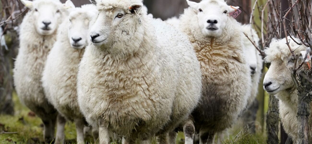 UK Faces Second Outbreak of Deadly Bluetongue Disease in Sheep