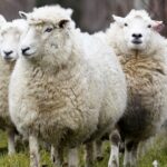 UK Faces Second Outbreak of Deadly Bluetongue Disease in Sheep UK Faces Second Outbreak of Deadly Bluetongue Disease in Sheep
