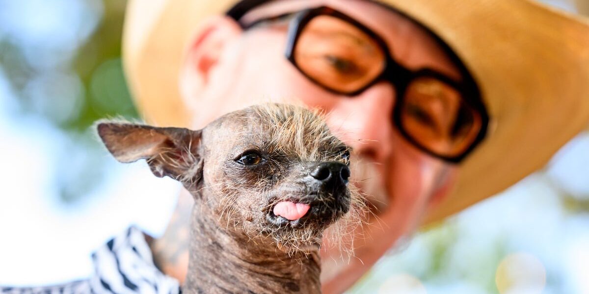 Annual World’s Ugliest Dog Contest Held at Sonoma County Fair