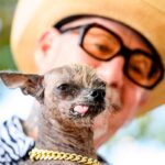 Annual World’s Ugliest Dog Contest Held at Sonoma County Fair Annual World’s Ugliest Dog Contest Held at Sonoma County Fair