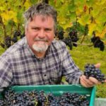 Ireland’s Emerging Vineyards: A New Frontier in Wine Production Ireland’s Emerging Vineyards: A New Frontier in Wine Production