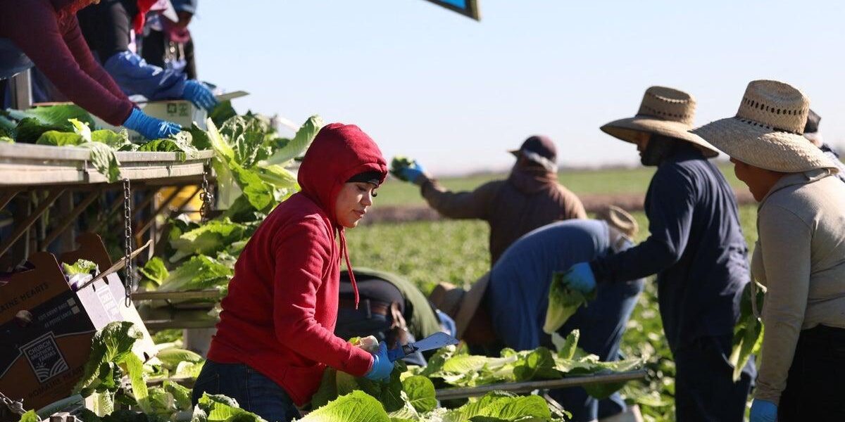 Two Fatalities Reported in US Cyclosporiasis Outbreak Linked to Contaminated Lettuce Two Fatalities Reported in US Cyclosporiasis Outbreak Linked to Contaminated Lettuce