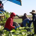 Two Fatalities Reported in US Cyclosporiasis Outbreak Linked to Contaminated Lettuce Two Fatalities Reported in US Cyclosporiasis Outbreak Linked to Contaminated Lettuce